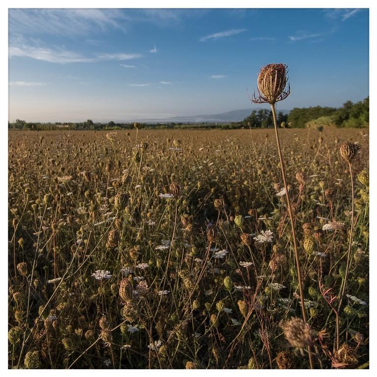 Agriturismo La Torricella Pistoia Eksteriør bilde