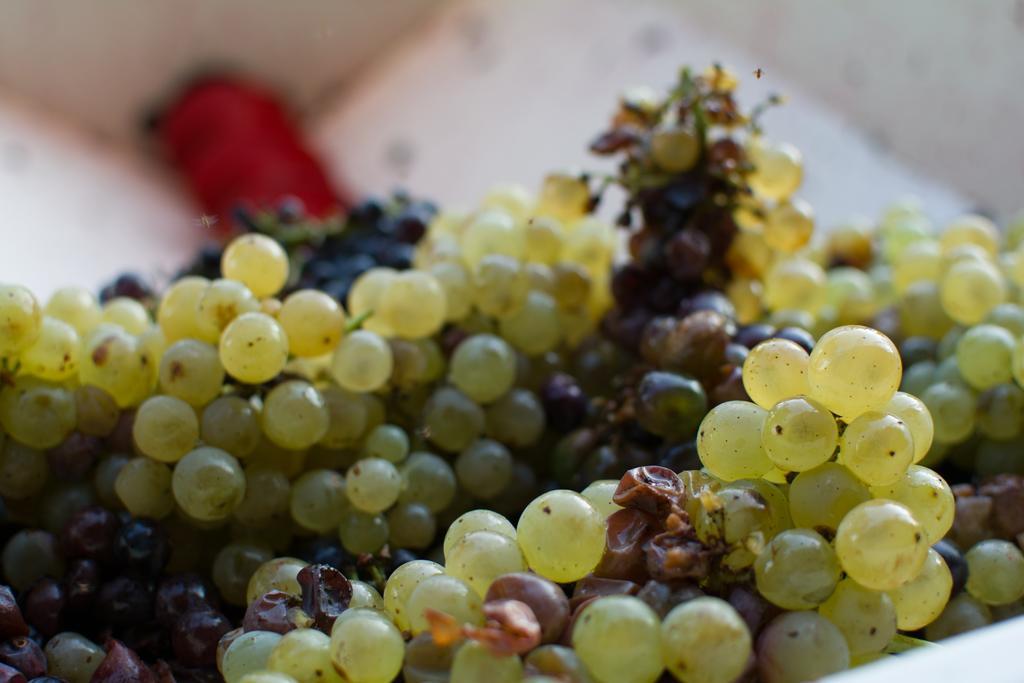 Agriturismo La Torricella Pistoia Eksteriør bilde